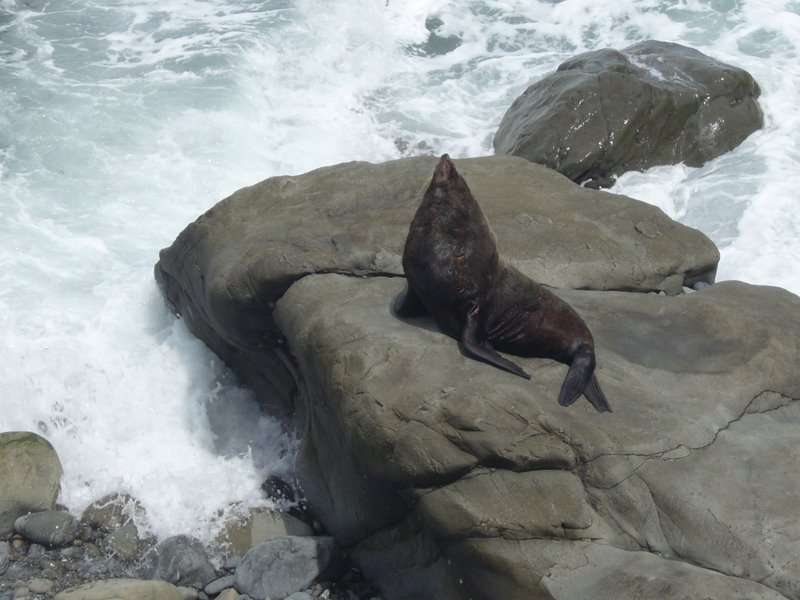 Travel - New Zealand - Kaikoura